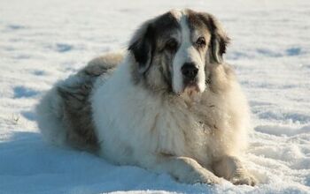 Pyrenean Mastiff