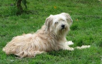 Pyrenean Shepherd