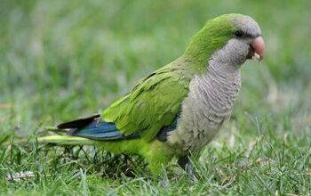 Quaker Parakeet