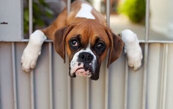 Quiz: Can You Guess the Breed Behind the Sad Face?