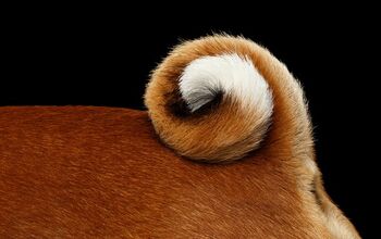 Quiz: Can You Guess The Breed By Its Tail?