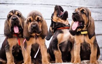 Quiz: Can You Guess The Breed of These Puppies?