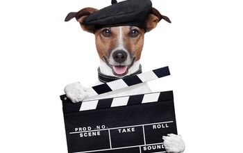 Quiz: Can You Guess These Famous Movie Dogs?