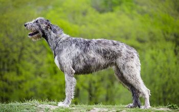 Quiz: Can You Name The World’s Largest Dog Breeds?