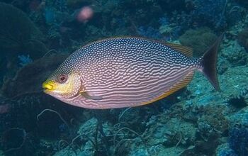 Rabbitfish