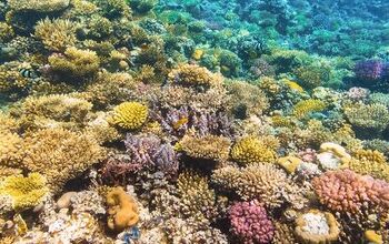 Radiant Reef: A Rainbow of Hard Coral