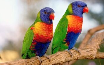 Rainbow Lory