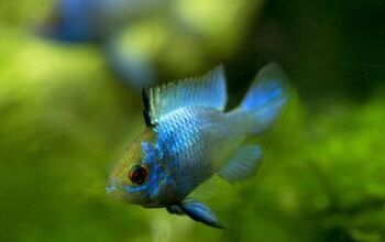 Ram Cichlids