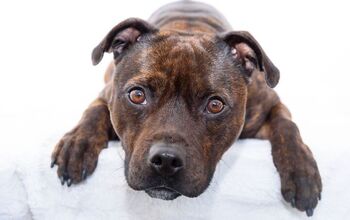 Rare Six-Month-Old Puppy With Five Legs Gets Adopted