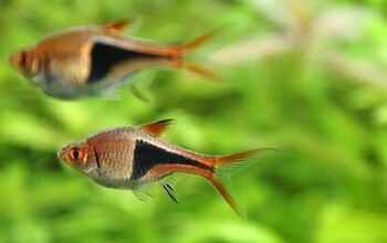 Rasbora