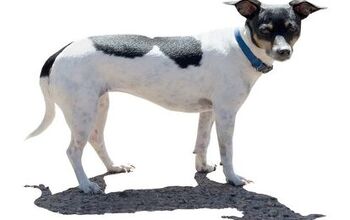 Rat Terrier