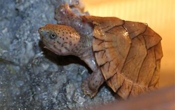 Razorback Musk Turtle