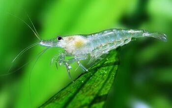 Readers’ Picks: Top 12 Live Amano Shrimp Buys