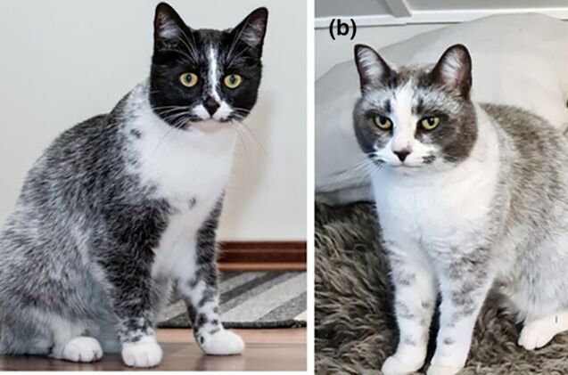 recently discovered salty licorice cat coat linked to gene mutation, Courtesy of Ari Kankainen for Animal Genetics Journal