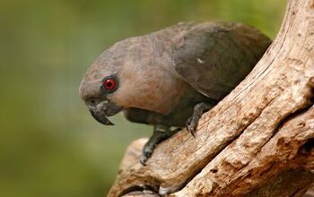 Red Bellied Parrot