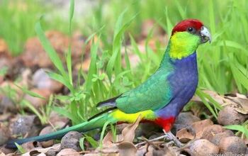 Red Capped Parrot