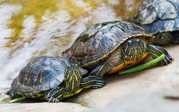 Red-Eared Slider Turtle