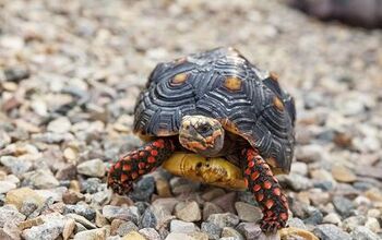 Red Footed Tortoise