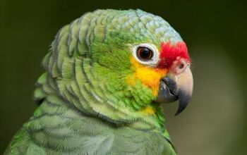 Red Lored Amazon