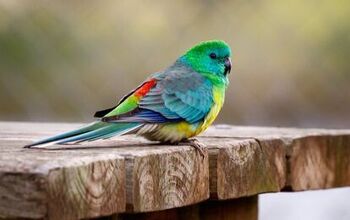 Red Rumped Parrot