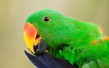 Red Sided Parrot