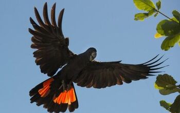 Red-Tailed Black Cockatoo