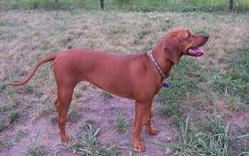 Redbone Coonhound