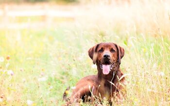 Redbone Retriever