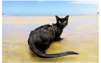 Rescue Cat Thinks Life’s a Beach In Australia