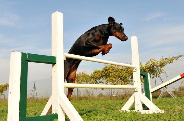 rescue dog steals hearts at westminster dog show 2024, Photo credit cynoclub Shutterstock com