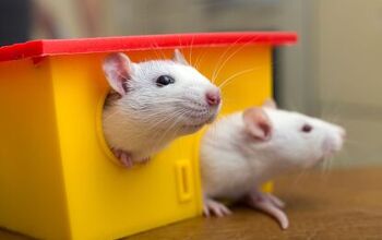 Research Finds That Rats Have Imagination