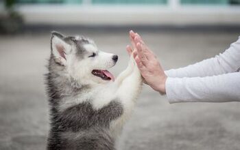 Research Suggests Lifespan In Dogs Varies By Breed