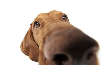 Research Suggests Longer Nosed Dogs Live Longer