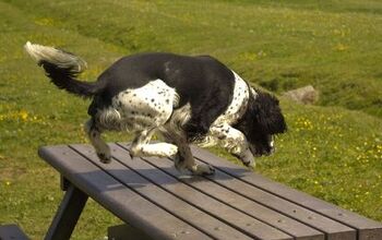 Rev Up Your Ho-Hum Walks With Dog Parkour