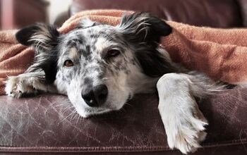 Reverse Zoonosis: Can You Make Your Dog Sick?