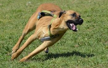 Rhodesian Labrador