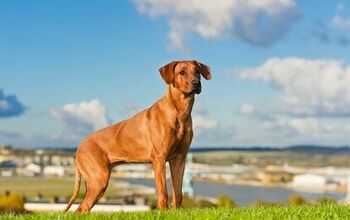 Rhodesian Ridgeback