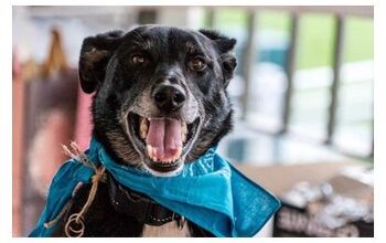 Ring-Bearing Dog Loses Wedding Rings Right Before Ceremony