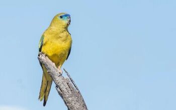 Rock Parrot