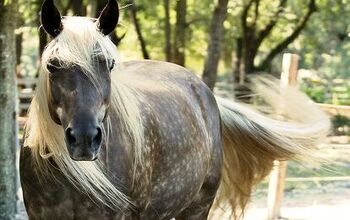 Rocky Mountain Horse