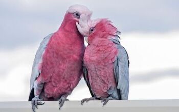 Rose Breasted Cockatoo