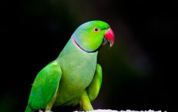 Rose Ringed Parakeet