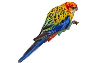 Rosella Parakeet