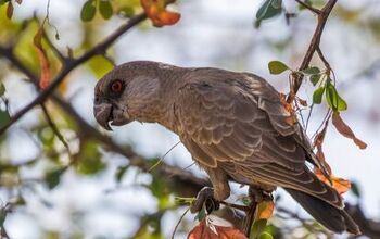 Rüppell’s Parrot