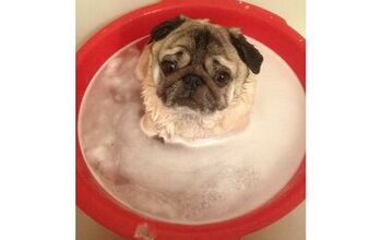 Rub-A-Dub-Dub – A Pug In A Tub Is This Week’s Wet Wednesday Winner