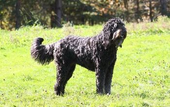 Russian Doodle Terrier