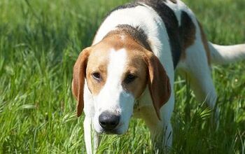 Russian Harlequin Hound