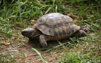 Russian Tortoise