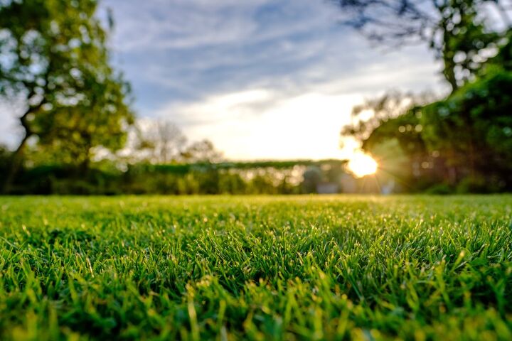 design a pet friendly outdoor space what every pet owner should know, Choosing the Right Ground Cover