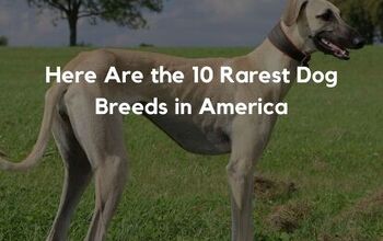 Here Are the 10 Rarest Dog Breeds in America